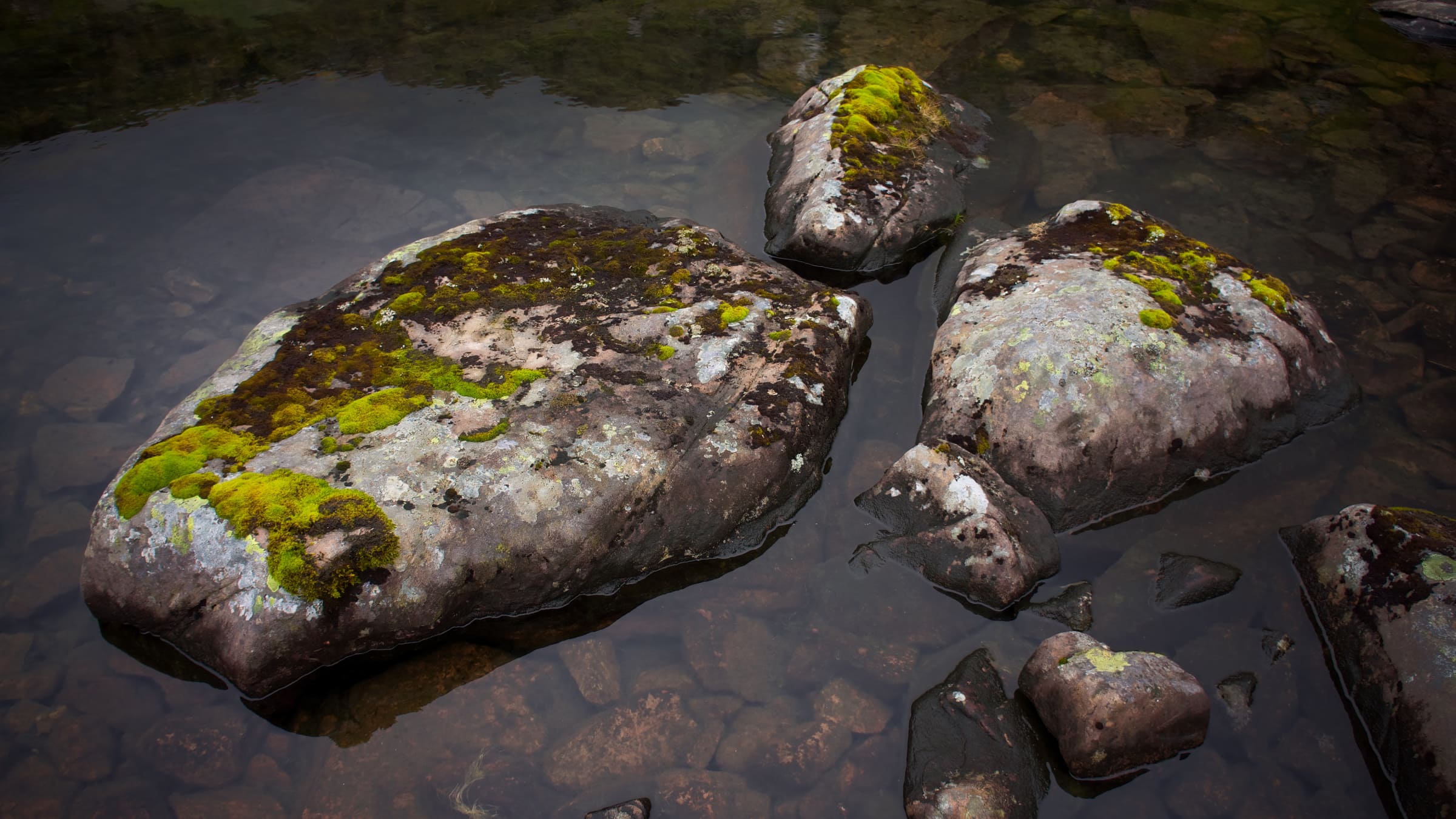 Wet moss and lichen-covered rocks in a shallow pool